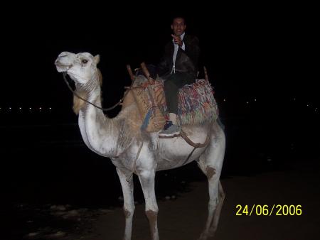 Le chameau d'éssaouira